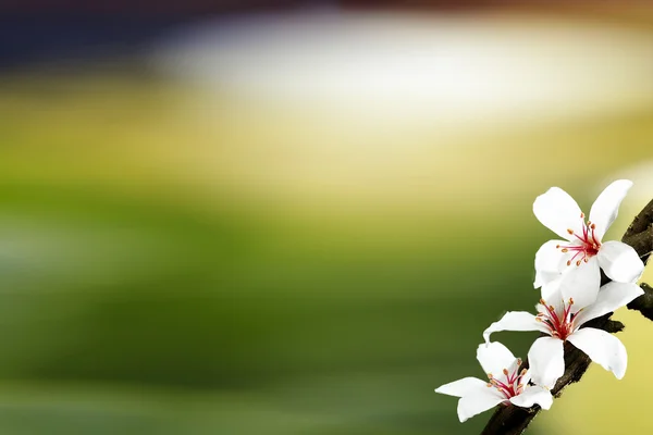 Tung Blossom met mooie achtergrondkleur — Stockfoto