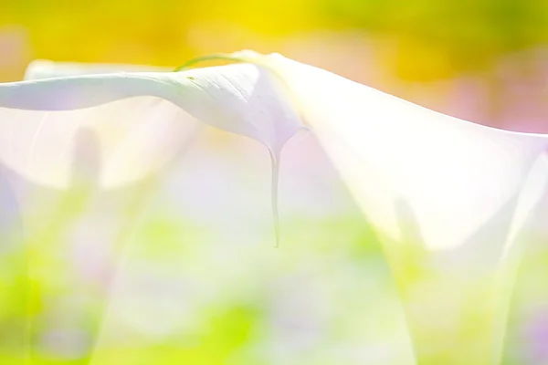 Krásné lilie calla barvou pěkné pozadí — Stock fotografie