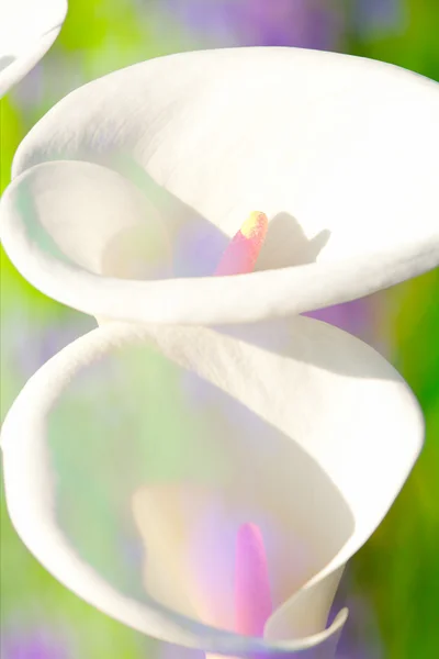 美丽的马蹄莲，用漂亮的背景颜色 — 图库照片