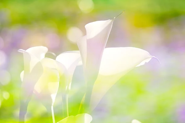 Piękny calla lily z ładne tło kolor — Zdjęcie stockowe