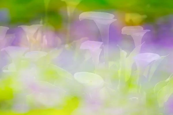 좋은 배경 색상으로 아름 다운 칼라 백합 — 스톡 사진