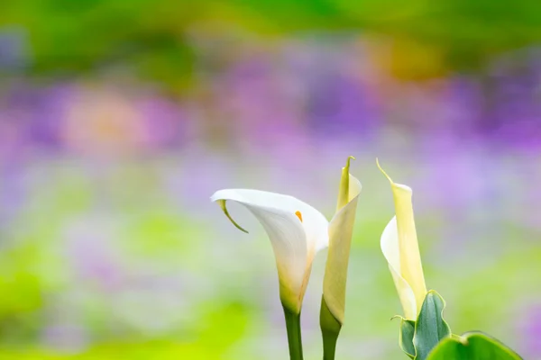 Schöne Calla Lilie mit schöner Hintergrundfarbe — Stockfoto