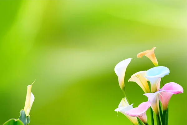 Piękny calla lily z ładne tło kolor — Zdjęcie stockowe