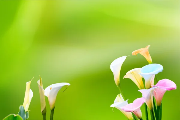 Bella calla giglio con bel colore di sfondo — Foto Stock