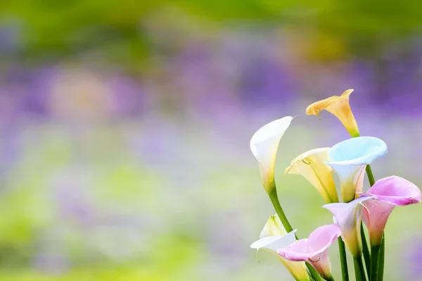 Красивая calla lily с приятным цветом фона — стоковое фото