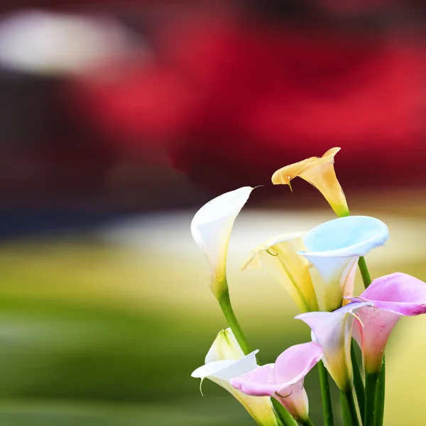 Schöne Calla Lilie mit schöner Hintergrundfarbe — Stockfoto