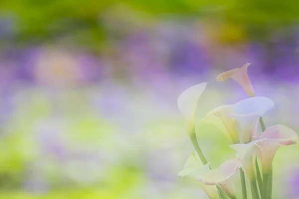 Belle calla lis avec belle couleur de fond — Photo