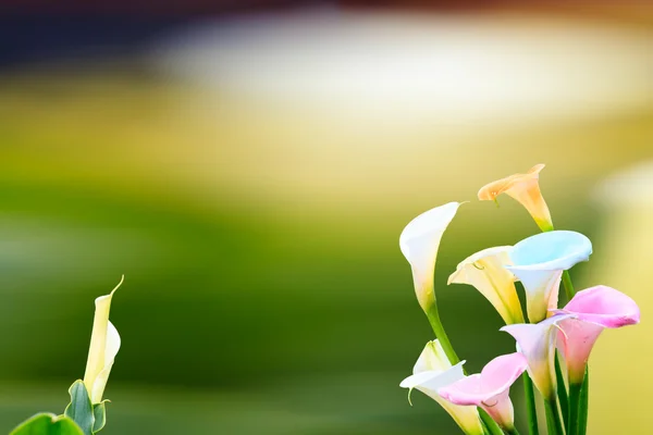 Krásné lilie calla barvou pěkné pozadí — Stock fotografie