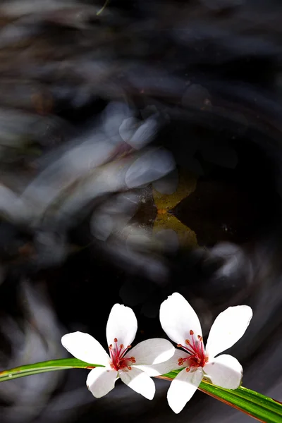 Tung Blossom com cor de fundo agradável — Fotografia de Stock