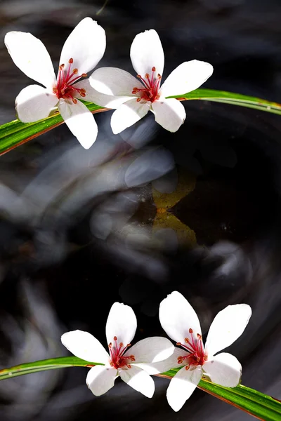 Tung Blossom com cor de fundo agradável — Fotografia de Stock