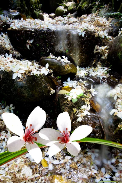 素敵な背景色と桐の花 — ストック写真