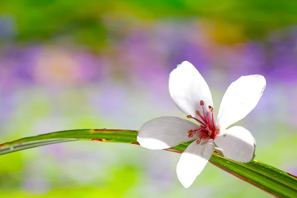 Tung Blüte mit schöner Hintergrundfarbe — Stockfoto