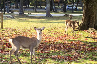 güzel renkli akçaağaç arka plan ile güzel Nara sezon
