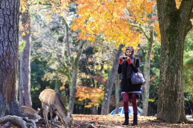 güzel renkli akçaağaç arka plan ile güzel Nara sezon
