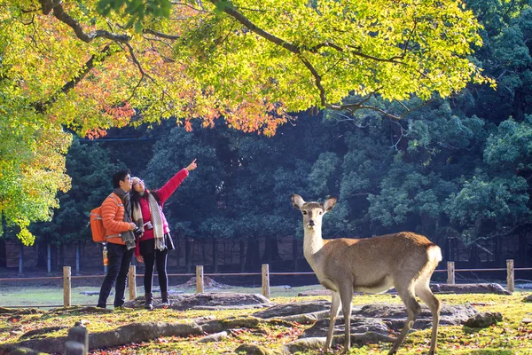 Beatiful Nara temporada con arce colorido agradable en el fondo —  Fotos de Stock