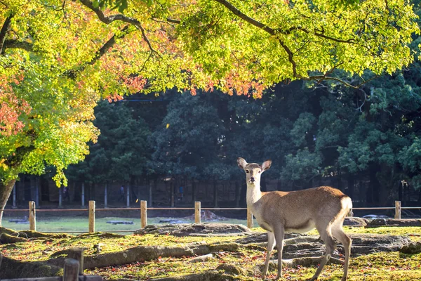 Saison Nara béatifique avec bel érable coloré en arrière-plan — Photo