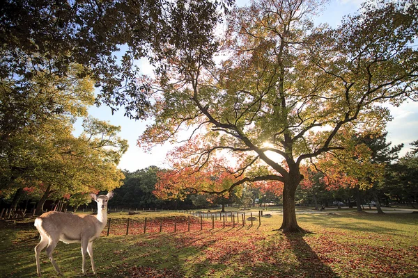 Beatiful Nara season with nice colorful maple in the background — Stock Photo, Image