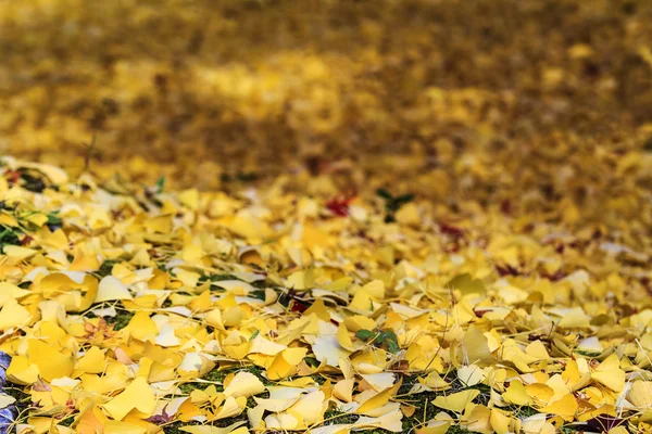 Temporada de arce en otoño con buen color de fondo — Foto de Stock