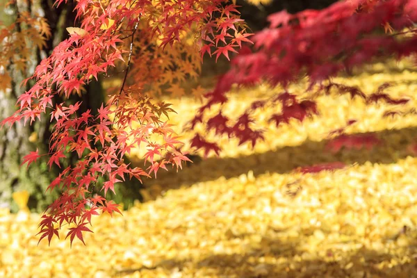 Maple seizoen bij val met mooie achtergrondkleur — Stockfoto