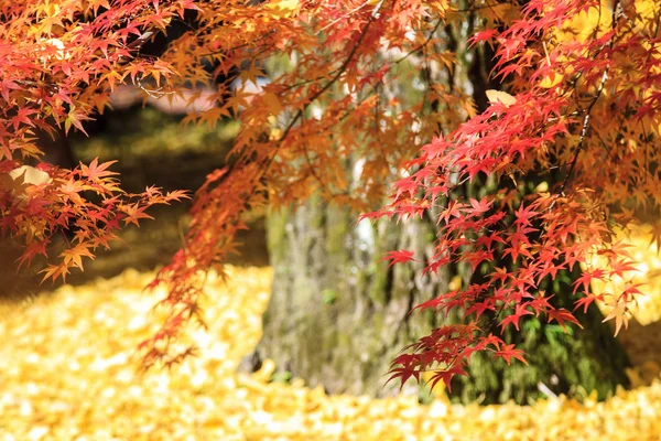 Temporada de arce en otoño con buen color de fondo —  Fotos de Stock