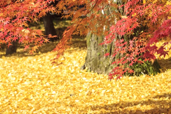 Temporada de arce en otoño con buen color de fondo —  Fotos de Stock