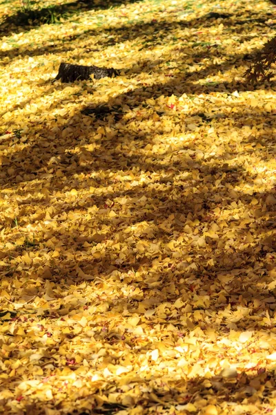 Temporada de arce en otoño con buen color de fondo — Foto de Stock