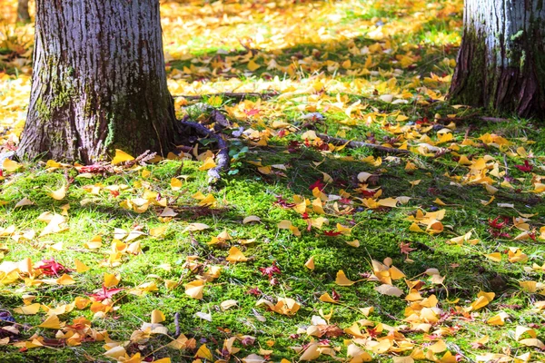 Temporada de arce en otoño con buen color de fondo — Foto de Stock