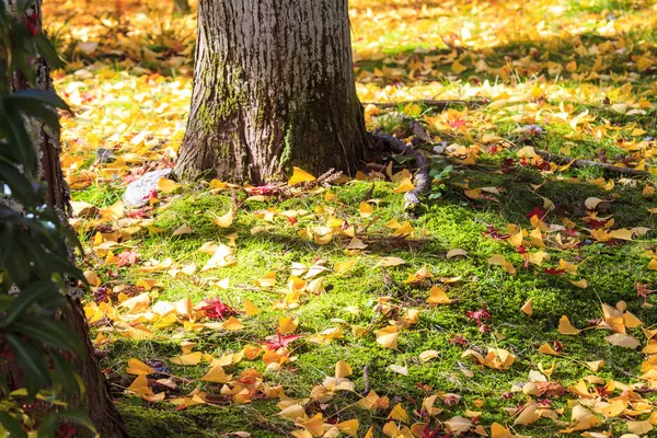 Temporada de arce en otoño con buen color de fondo — Foto de Stock