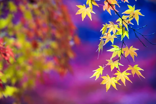 Ahorn Saison im Herbst mit schöner Hintergrundfarbe — Stockfoto