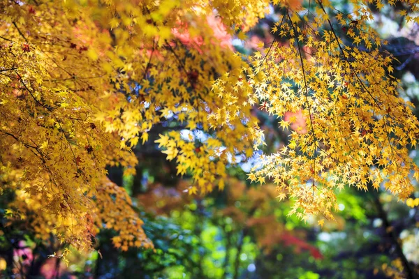 Кленовый сезон осенью с хорошим цветом фона — стоковое фото