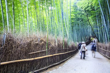 Arashiyama Kyoto - Bright yazılımlar, bambu ormanda