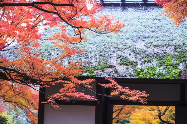 Temporada de arce en otoño con buen color de fondo — Foto de Stock