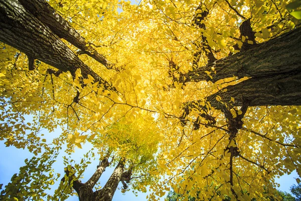 Krásný Jinan dvoulaločný strom s barvou pěkné pozadí — Stock fotografie
