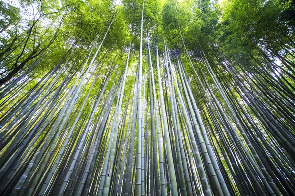 Krásné bambusové lesy v Arashiyama v Kyoto - Bright zpracování barev — Stock fotografie