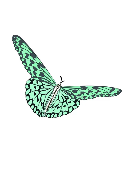 Schmetterling mit offenen Flügeln in einer Draufsicht als fliegender Zugvogel in — Stockfoto
