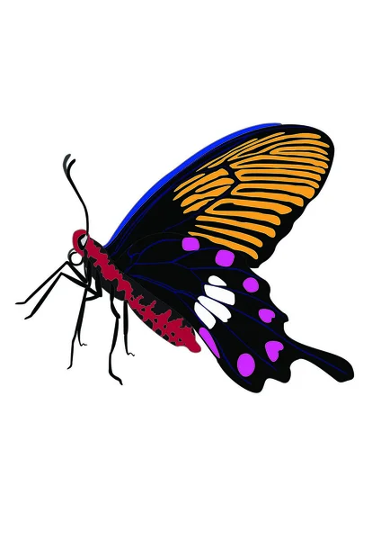 그림 나비 디자인 화이트와 격리 — 스톡 사진