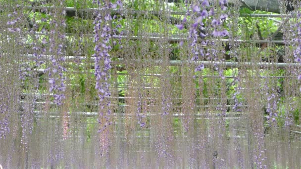 Krásný jarní květy série, wistárie keři v zahradě — Stock video