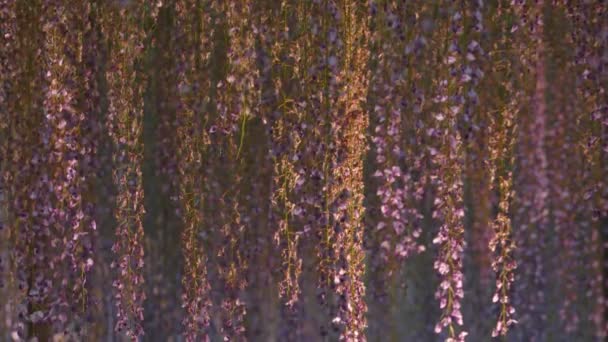 Belle série de fleurs de printemps, treillis glycine dans le jardin — Video