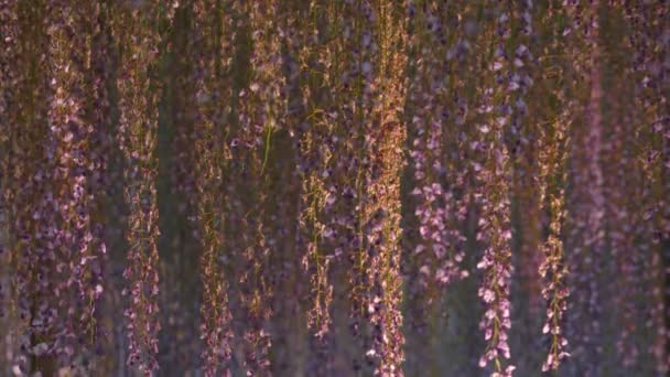 Beautiful spring flowers series, wisteria trellis in garden — Stock Video