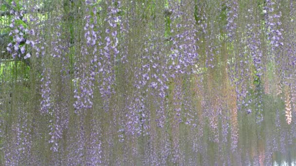 Schöne Frühlingsblumenserie, Glyzinien-Spalier im Garten — Stockvideo