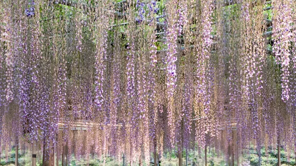 Beautiful spring flowers series, wisteria trellis in garden — Stock Photo, Image