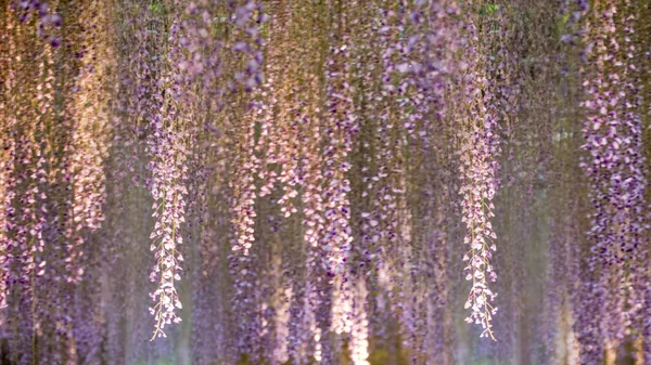 Красива весняна серія квітів, вістерія шпалери в саду — стокове фото