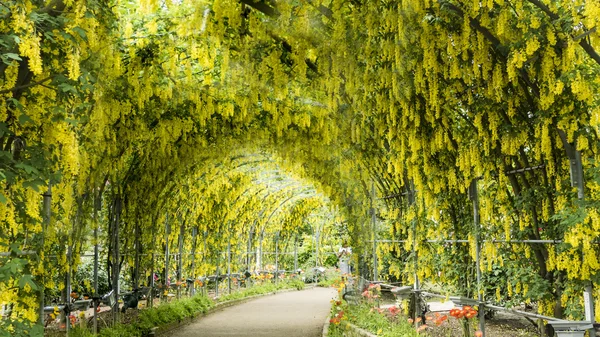 Vårblommor serien, wisteria spaljé i trädgården — Stockfoto