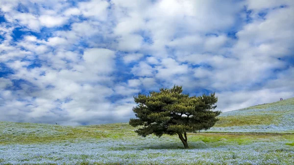 Imaging-hegy, a fa és a Hitachi tengerparti Park Nemophila — Stock Fotó