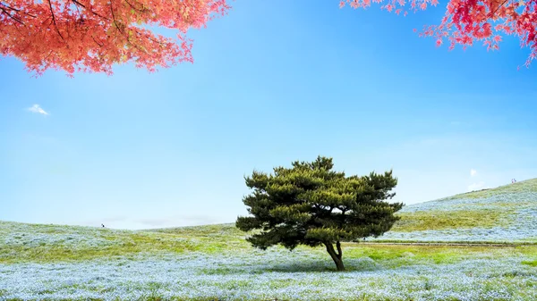 Imagens de Montanha, Árvore e Nemophila no Hitachi Seaside Park — Fotografia de Stock