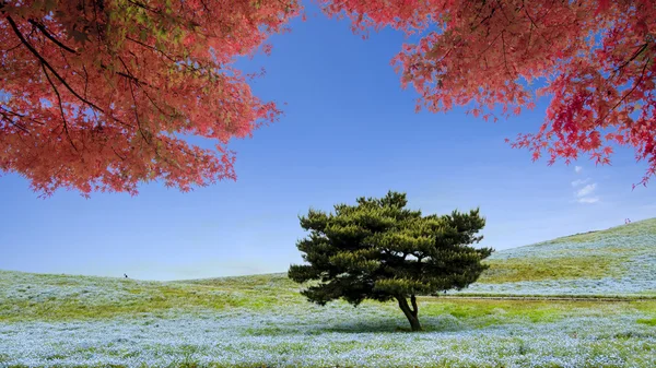 Imageing of Mountain, Tree and Nemophila at Hitachi Seaside Park — Stock Photo, Image