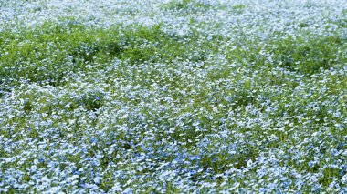 imageing dağın, ağaç ve Nemophila Hitachi Seaside Park