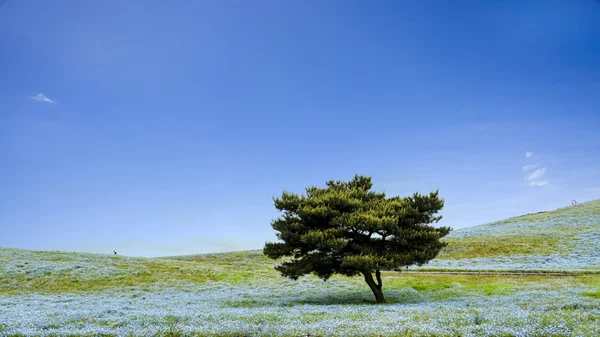 Immaginando Montagna, Albero e Nemophila al Hitachi Seaside Park — Foto Stock