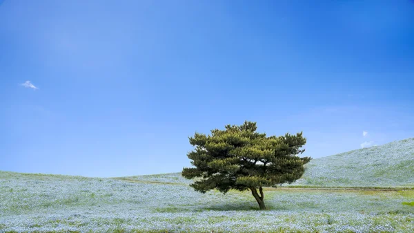 Imaging-hegy, a fa és a Hitachi tengerparti Park Nemophila — Stock Fotó