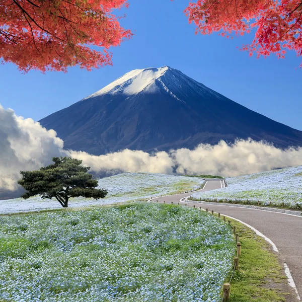 Imagens de Montanha, Árvore e Nemophila no Hitachi Seaside Park — Fotografia de Stock